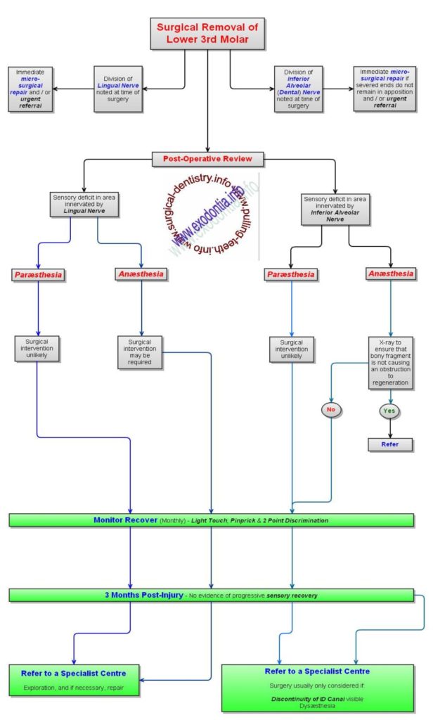 Dental Nerve Injuries Exodontia