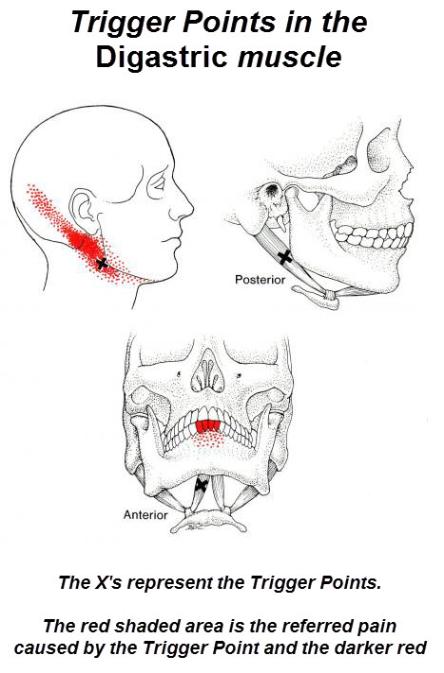 Digastric-444x673