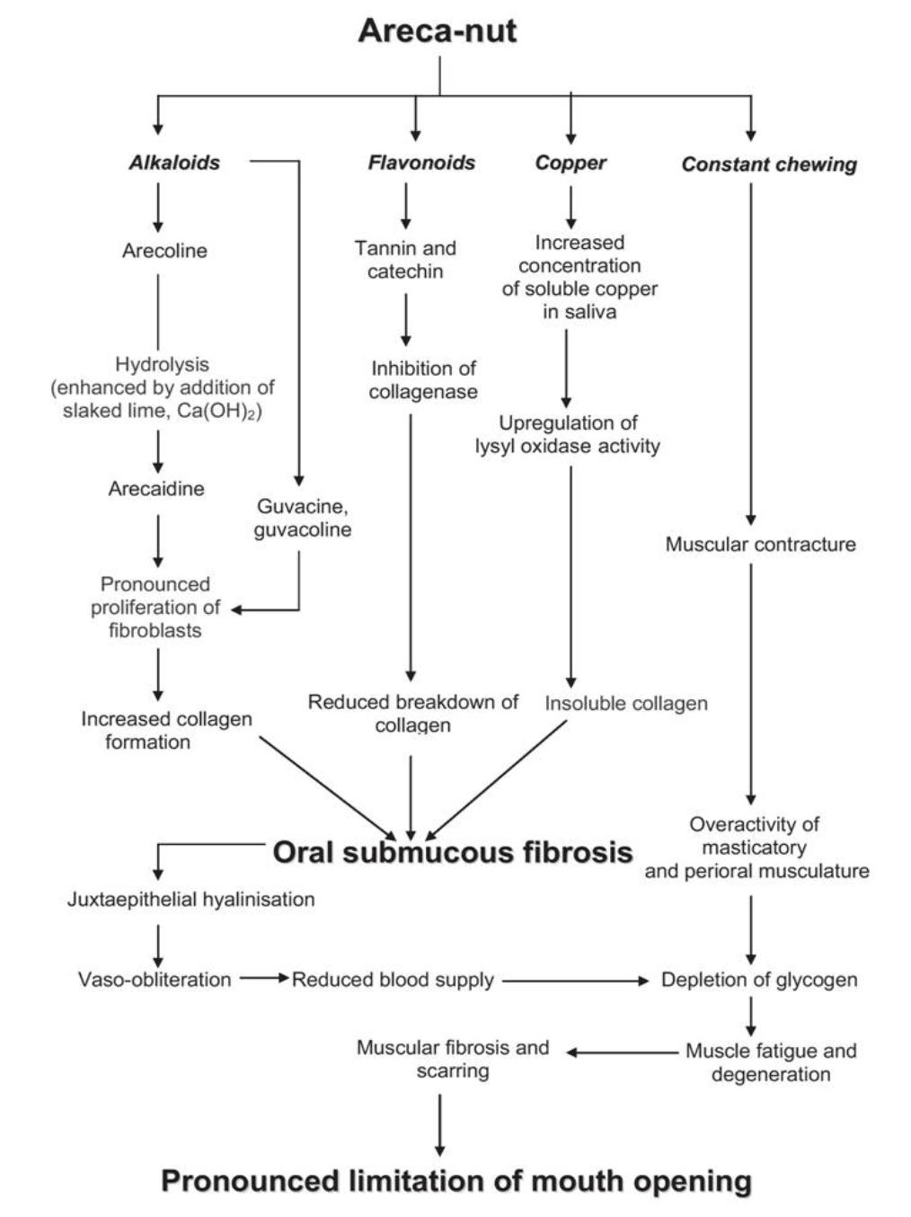 Role_of_Areca_Nut_in_Pathogenesis_of_Oral_Submucous_Fibrosis-1014x1354