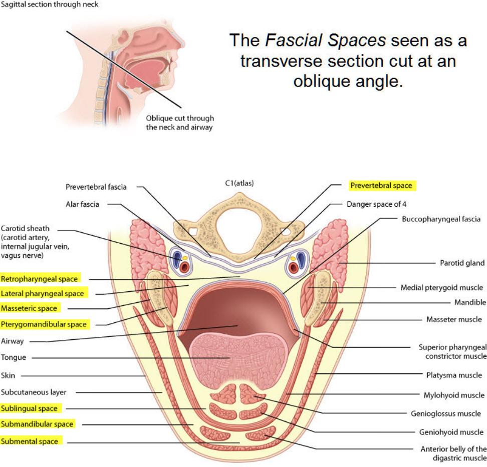 The_Fascial_Spaces_seen_as_a_transverse_section_cut_at_an_oblique_angle2-972x933
