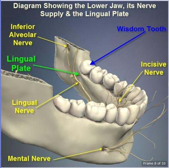 Lower_Jaw_showing_Nerves_Lingual_Plate-540x537