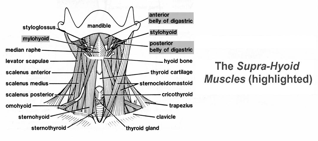 Supra-Hyoid_Muscles-1079x481