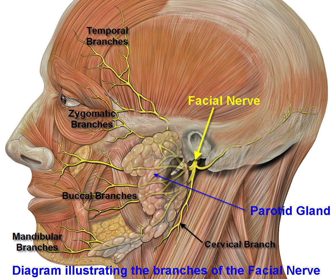 Diagram_showing_the_relationship_of_the_Parotid_Gland_the_branches_of_the_Facial_Nerve-1