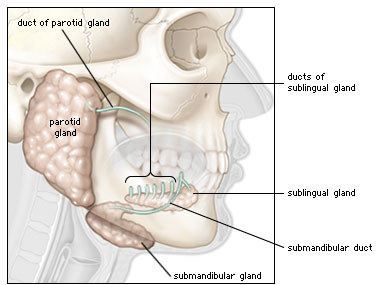 Diagram showing the major salivary glands (parotid, sub-mandibular & sub-lingual glands)